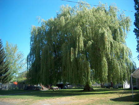 06willowtree